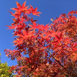 Low angle view of maple tree against sky