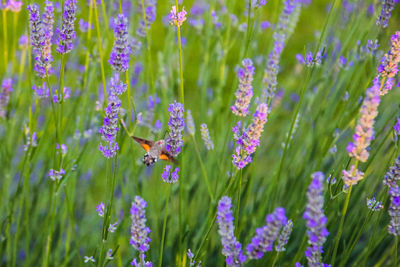Close-up of bee pollinating on purple flowering plants
