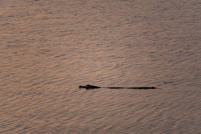 View of a turtle in sea