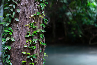 Close-up of ivy growing on tree trunk