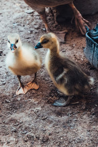 Close-up of ducklings on field