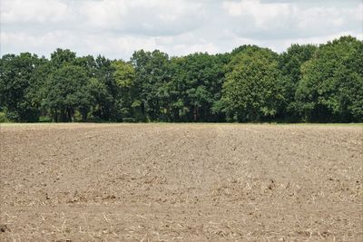 Trees growing on field against sky