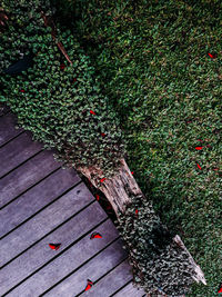 High angle view of berries growing on tree