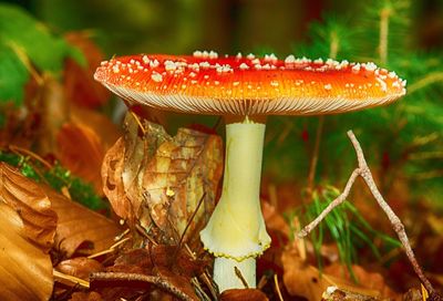 Close-up of mushroom growing on field