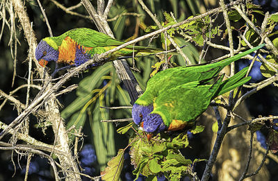 Close-up of bird perching on branch