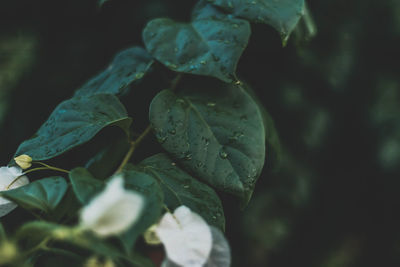 Close-up of raindrops on leaves