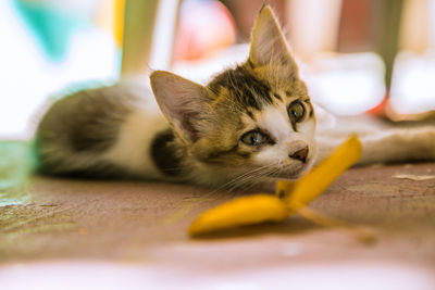 Close-up portrait of a cat