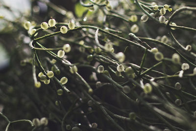 Full frame shot of plants