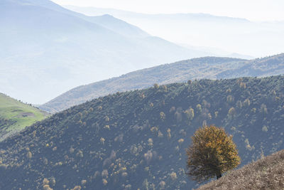 Stunning autumn nature landscape with a single tree at foreground arial perspective mist in the back