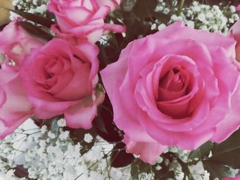 Close-up of pink rose flower