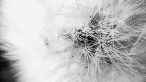 Close-up of dandelion flower