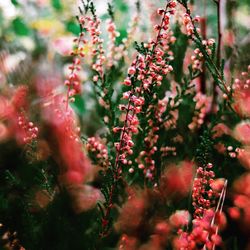 Close-up of flower tree
