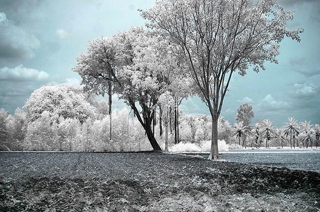 tree, snow, sky, winter, cold temperature, tranquil scene, tranquility, nature, season, beauty in nature, bare tree, scenics, landscape, branch, cloud - sky, field, weather, growth, day, cloud