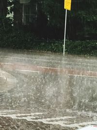 Reflection of trees in water