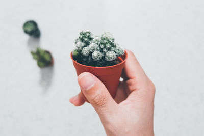 Midsection of person holding potted plant