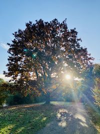 Sunlight streaming through trees on field against sky