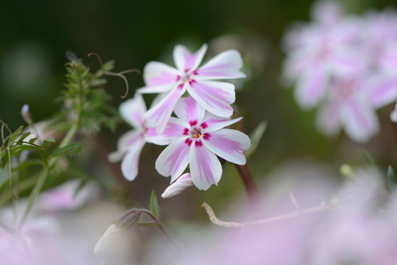 flower, freshness, fragility, growth, petal, beauty in nature, close-up, flower head, focus on foreground, nature, pink color, blooming, plant, purple, in bloom, selective focus, blossom, stem, day, stamen