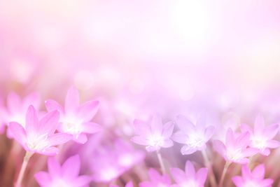 Pink flower rain lily in pastel purple tone with bokeh background copy space