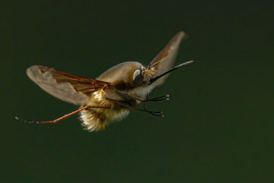 Close-up of insect flying over black background