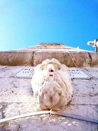 Low angle view of horse