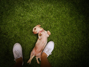 Low section of man standing by chihuahua on field