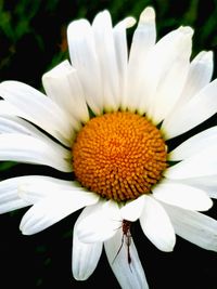 Close-up of white flower