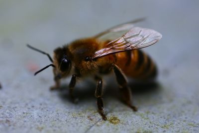 Close-up of bee on sand