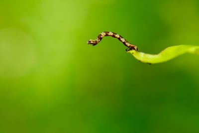 Close-up of a plant