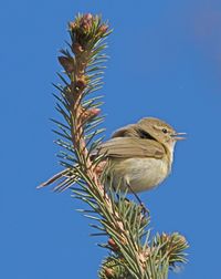Low angle view of bird perching on branch against clear blue sky