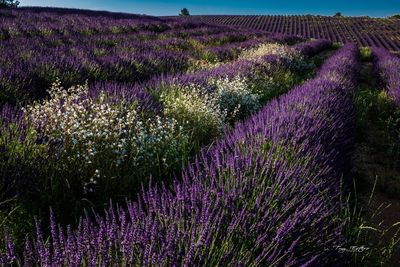 Purple flowering plants on field