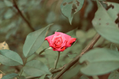 Close-up of red rose