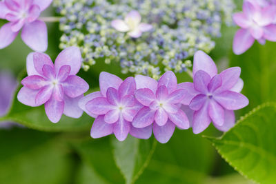 Close-up of purple flowering plants