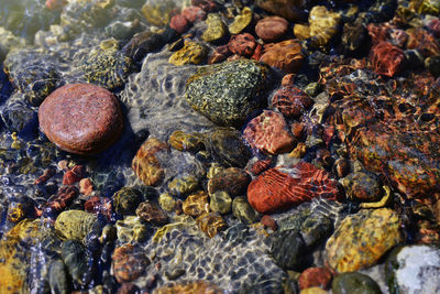 Close-up of shells on rock at sea shore