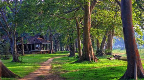 Trees in park