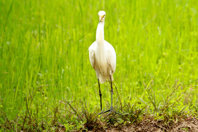 White heron standing on field