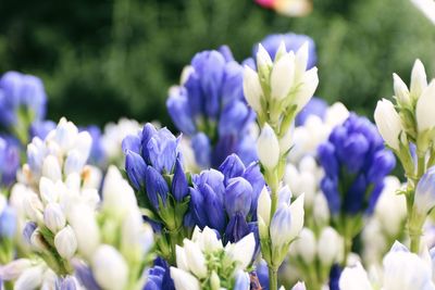 Close-up of fresh purple flowers blooming in garden