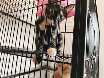 Close-up of a cat in cage