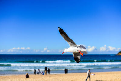 Seagull flying over beach