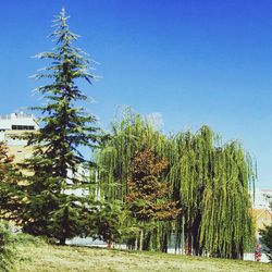 Trees on landscape against clear blue sky
