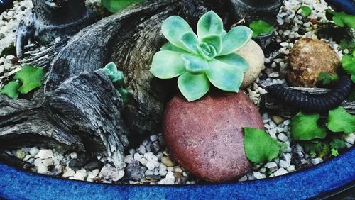 High angle view of potted plant on rock