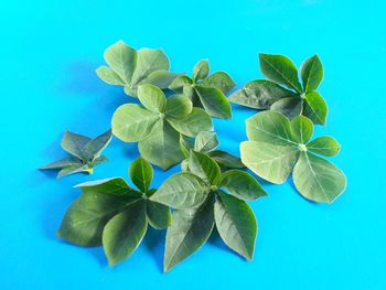 High angle view of leaves against blue background