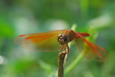 Close-up of insect on leaf