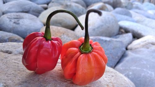 Close-up of red bell peppers on rock