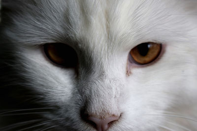 Close-up portrait of white cat