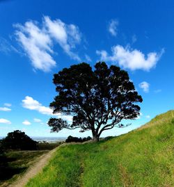 Tree on field against sky
