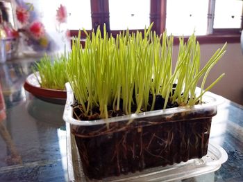 Close-up of potted plant