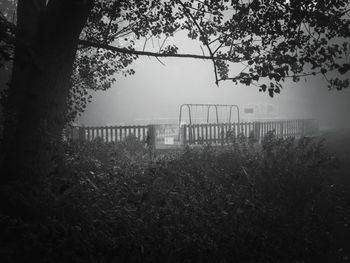 Plants growing on tree trunk