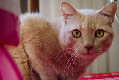 Close-up portrait of ginger cat at home