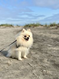 animal