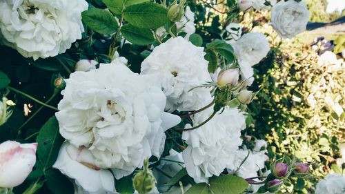 Close-up of white rose